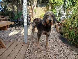Griffon nivernais