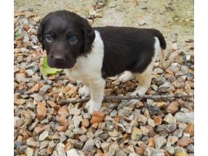 Chiot munsterlander