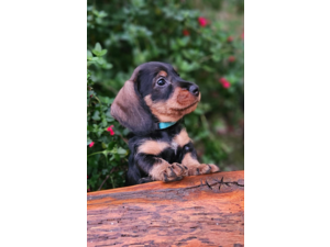 magnifique chiots Teckel Poil Dur LOF - Hautes Origines
