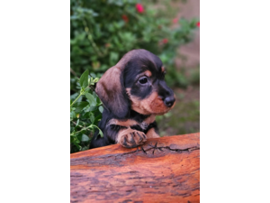 magnifique chiots Teckel Poil Dur LOF - Hautes Origines
