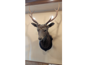 Vend tête de cerf naturalisée