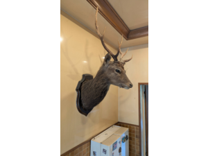 Vend tête de cerf naturalisée