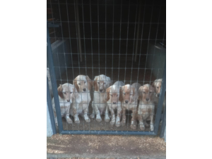 chiots setter anglais