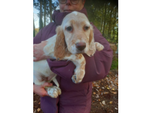 chiots setter anglais