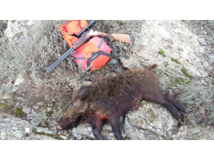 Cherche Express BLASER S2 dans tous calibres