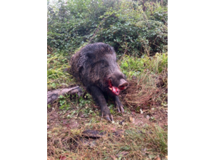 Chasse petits et grand Gibiers 77