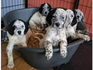 Chiot SETTER anglais