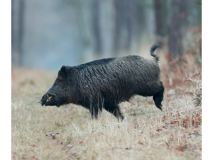 recherche action grand gibier