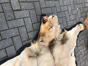 Peau de lion tapis