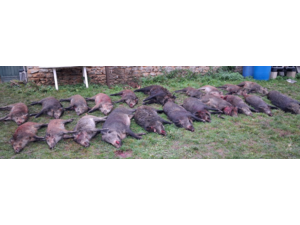 Chasse Grand Gibier 77