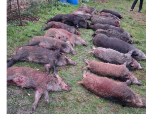 Chasse Grand Gibier 77