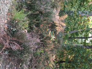 territoire de chasse au grand gibier - 140 ha