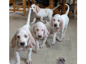 Jakrhundvalper Porcelaine