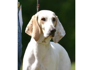 Jakrhundvalper Porcelaine