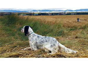 Exclusif et inédit !! / Séjours de dressage de vos chiens d'arrêt hors saison !