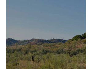 CHASSE » ECONOMIQUE » AUX PERDRIX ROUGES EN CATALOGNE.