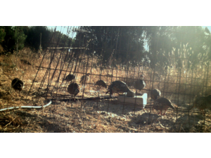 CHASSE » ECONOMIQUE » AUX PERDRIX ROUGES EN CATALOGNE.