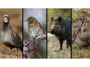 CHASSE » ECONOMIQUE » AUX PERDRIX ROUGES EN CATALOGNE.