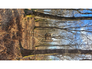 Chasse en Forêt des Bertranges (58)