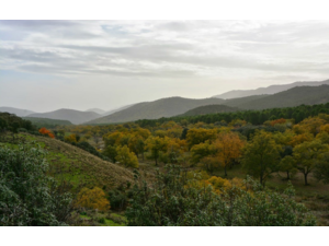 “Macho Montes ou Ibex de GREDOS”