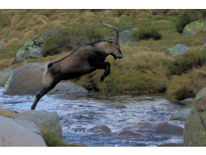 “Macho Montes ou Ibex de GREDOS”