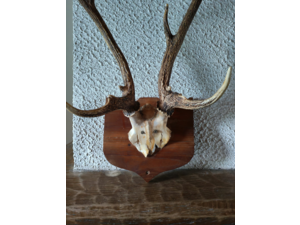 trophée de chasse chevreuil