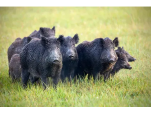 recherche petit territoire