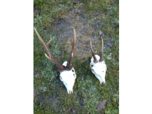 action de chasse en Corrèze