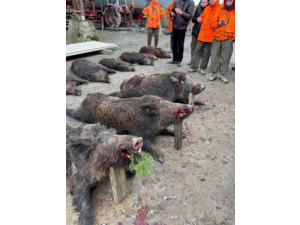 Action petits et gros 77