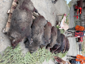 Action petits et gros 77