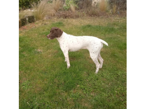 Vends chiots Braque Français, type Pyrénées