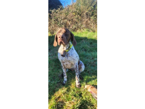 Vends chiots Braque Français, type Pyrénées