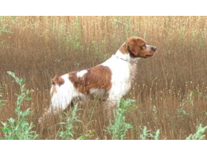 Chiots Epagneul Breton