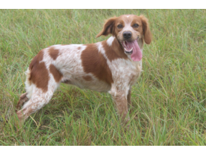 Chiots Epagneul Breton
