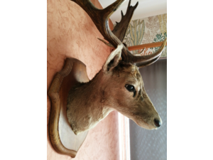 Tête de Daim adulte