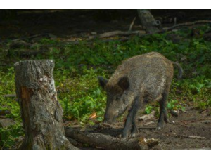 Action de chasse