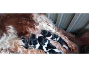 chiots épagneul breton tricolores