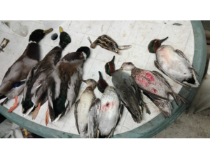 Chasse aux canards
