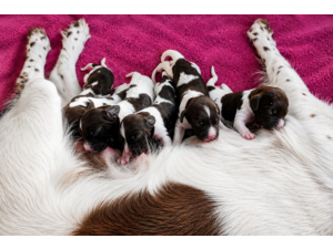 Chiots mâles Petit Epagneul de Münster