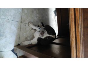 Chiots English springer spaniel