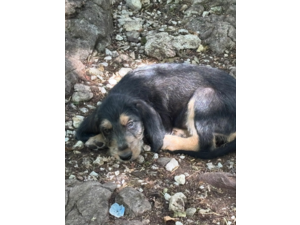 chiots femelle griffon