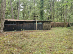 Chasse à la palombe dans les Landes de Gascogne