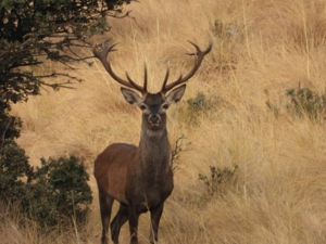 Monteria Castilla la mancha