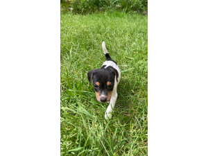 Chiots Jack Russel