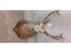 TROPHEE DE CERF