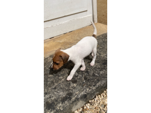 Chiots Jack Russel