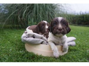 CHIOTS SPRINGER SPANIEL LOF