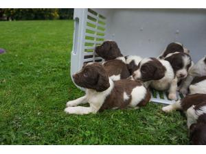 CHIOTS SPRINGER SPANIEL LOF