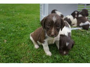 CHIOTS SPRINGER SPANIEL LOF