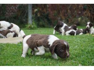 CHIOTS SPRINGER SPANIEL LOF